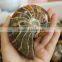 Natural High Quality Ammonite Fossils For Sale