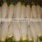 new crop fresh white raddish from china