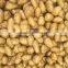 Fresh Holland potato to export