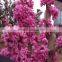 High Quality Judas Redbud Bauhinia Flower Tree Seeds For Growing