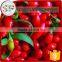 The new crop dried China goji in high quality