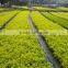 Evergreen Foliage Outdoor Landscaping Decorative Ornamental Plants Ficus Microcarpa cv Golden Leaves