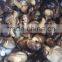 reasonable edible whole shiitake bulk shiitake mushrooms large plastic mushrooms