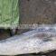 New fish whole round frozen Mahi Mahi 2-4kg