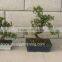 S Shape Small Indoor Bonsai Carmona Bonsai tree (Fukien Tea)