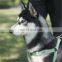 Dog Harness Vest Medium With D Ring and Name Buckle Easy on Harness for Pet