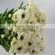 Best quality useful white chrysanthemum flowers