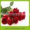 Fresh Rose High Quality 74cm single long stem red roses For sale