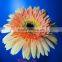 Wholesale price gerbera cut flower preserved gerbera single flower gerbera decoration natural gerbera flower importer