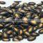 Chinese New Harvest Sweet Melon Seed