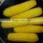 Frozen IQF whole sweet corn and cob