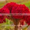 2016 most fashion red colorful flower cockscomb for exporting
