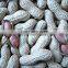 2014 crop Chinese peanuts