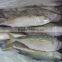 Large quatity Frozen Indian Mackerel whole round is coming