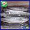 Frozen Seafood Scomberomorus Niphonius Spanish Mackerel 700-800g