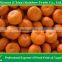 Baby Mandarin Orange / Nanfeng Orange /Fresh Mandarin Orange