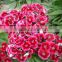 Sweet William flowers, Supply Latest Dianthus barbatus flower seeds for planting