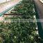  express wholesale spinach powder extract unique products to sell