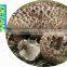 Wild Sarcodon Aspratus/ Sarcodon Aspratus Mushroom
