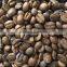 Provide Arabica Coffee Beans Roasted Coffee Bean Organic From China