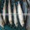 Frozen Fresh W/R Horse Mackerel Hot Sale Fish