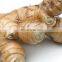 Fresh Galanga With Competitive Price Vietnam