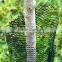 Plastic extruded tubular net for tree shelter