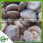 Frozen Iqf Shiitake Mushroom/champignon/xianggu/lentinus Edodes