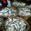 for sale breaded horse mackerel