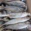 20cm+ Frozen Carapau/Horse Mackerel