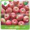 Fresh Chinese fruit royal gala apple in competitive prices
