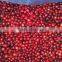 IQF wild lingonberry