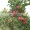 Fresh Qinguan Apple Fresh Apple Fruit From Gansu