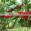 High Quality Cherry Seeds For Sale Very Delicious Fruit Tree Seeds