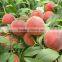 2016 High Quality Fruit Tree Seeds Big Sweet Peach Seed For Growing