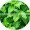 2015 High Purity Stevia Reb-A98%