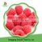 High Quality Frozen Raspberry Crumble and Broken Raspberry