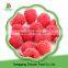 China 2016 new crop IQF frozen red raspberry for export