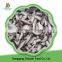 China High Quality Iqf Frozen Shiitake Mushroom