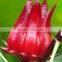 Natural Roselle Extract Powder 5:1,10:1 Hibiscus Flower Extract with anthocyanidins 1-25% Hibiscus sabdariffa L.