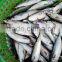 WR Frozen Pacific Mackerel Fish