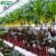 Commercial Greenhouse Hydroponic Culture Growing Systems For Sale