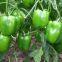 High-yielding Big Green Pepper Seeds Vegetable Seeds