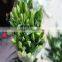 Alibaba china oriental lily flower wholesale fresh cut flowers