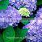Low Price And High Quality Natural White Hydrangea Hydrangeas For Wedding From Kunming, Yunnan