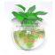 Ecofriendly Decorative Wall Mounted Clear Acrylic Aquarium