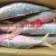 frozen red fish whole round for sale