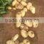 2015 Fresh Holland Potato With Good Quality From China for Sale