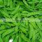 Small Package Fresh Snow Peas and Fresh Sugar Snap Peas
