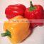 Fresh Red/Yellow Pepper